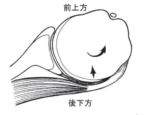 オブリゲートトランスレーション Obligate translation