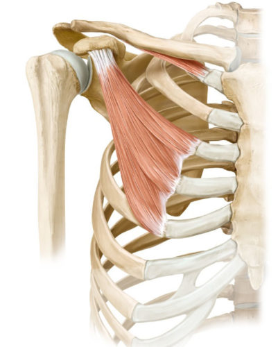 pec-minor